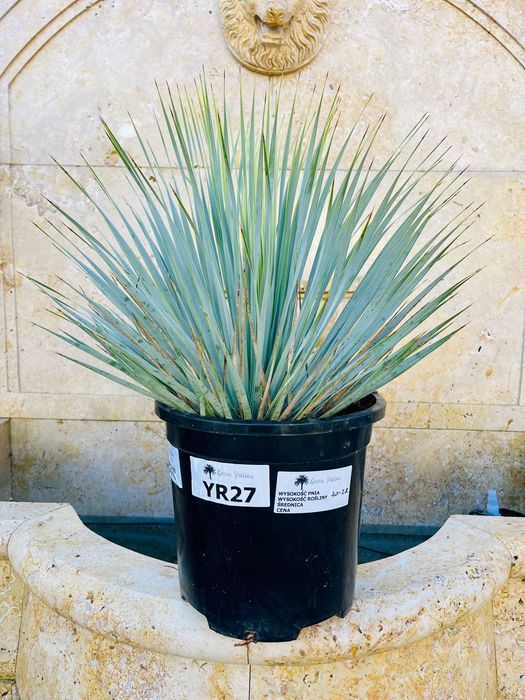 Yucca Rostrata Juka 60-80cm mrozoodporna -20