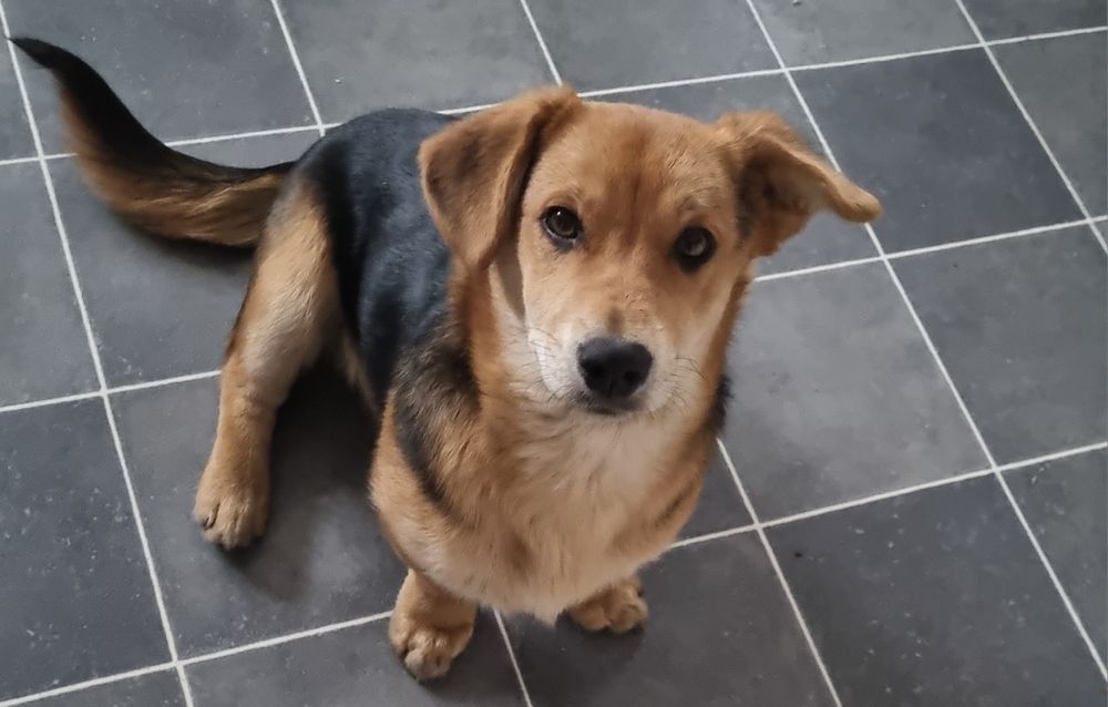 Oddam psa w dobre ręce