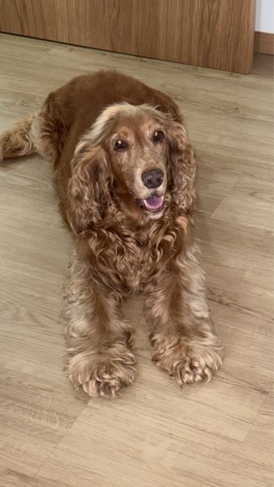 Cocker para adoção responsável