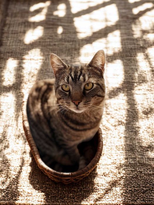 Kocurek Knicki szuka domu