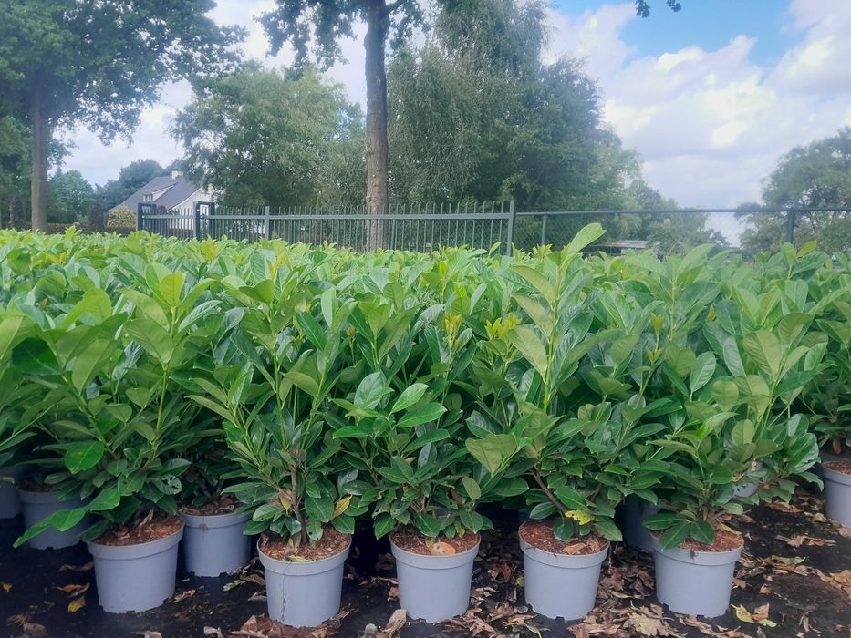 Laurowiśnia! Do 200 cm! Novita Caucasica Rotundifolia! Sadzimy!