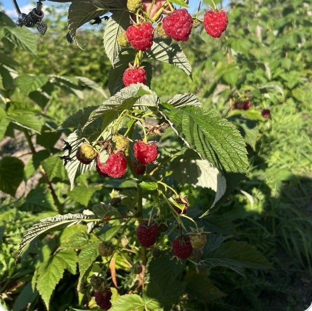 Продам саженцы вкуснейший малины.