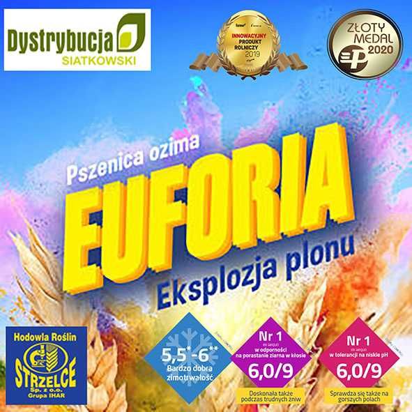 Kwalifikowane nasiona siewne pszenica ozima EUFORIA C/1`