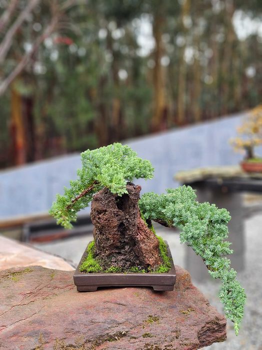 Bonsai juniperus procumbens