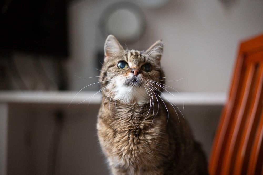 Mała Misia szuka wspólnego domu z Milusią! Fundacja "Stawiamy na Łapy"