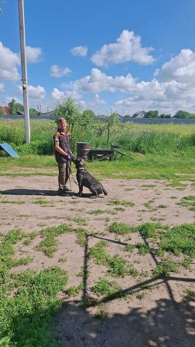 Кінолог. Групові та індивідуальні заняття. Лівий берег та  Бровари