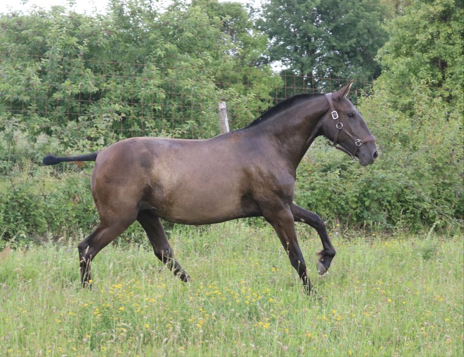 Poldra lusitana preta 2 anos