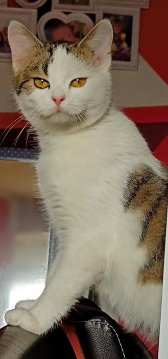 Kocie dziecko,Basia szuka kochajacego domku.