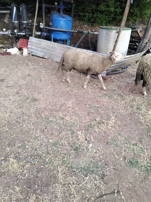 Vende--se  borregos com  4 meses, machos e Fêmeas