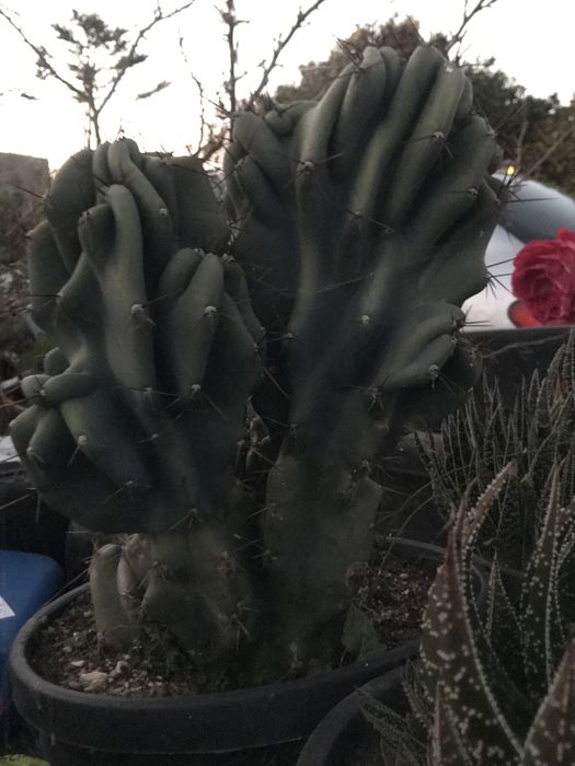 Cactos de várias alturas