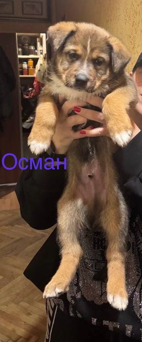 Щенки в добрую, любящею семью