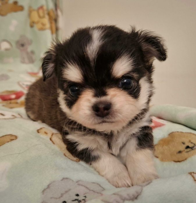 chihuahua piesek długowłosy- umaszczenie HUSKY!!!