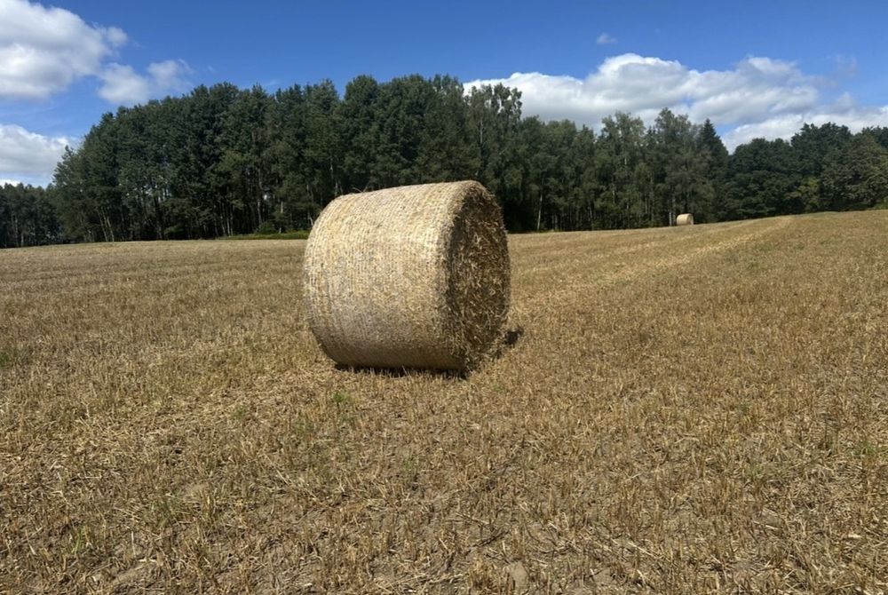 Sprzedam słomę, belki z żyta, pszenicy, pszenżyta
