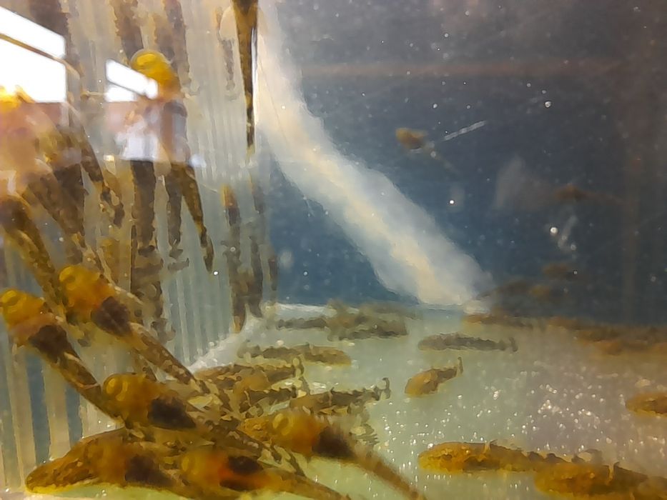Ancistrus sp recem nascidos e com mais de um ano