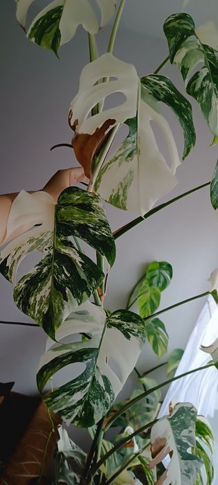Monstera albo borsigiana variegata, sadzonki cięte, szczyt