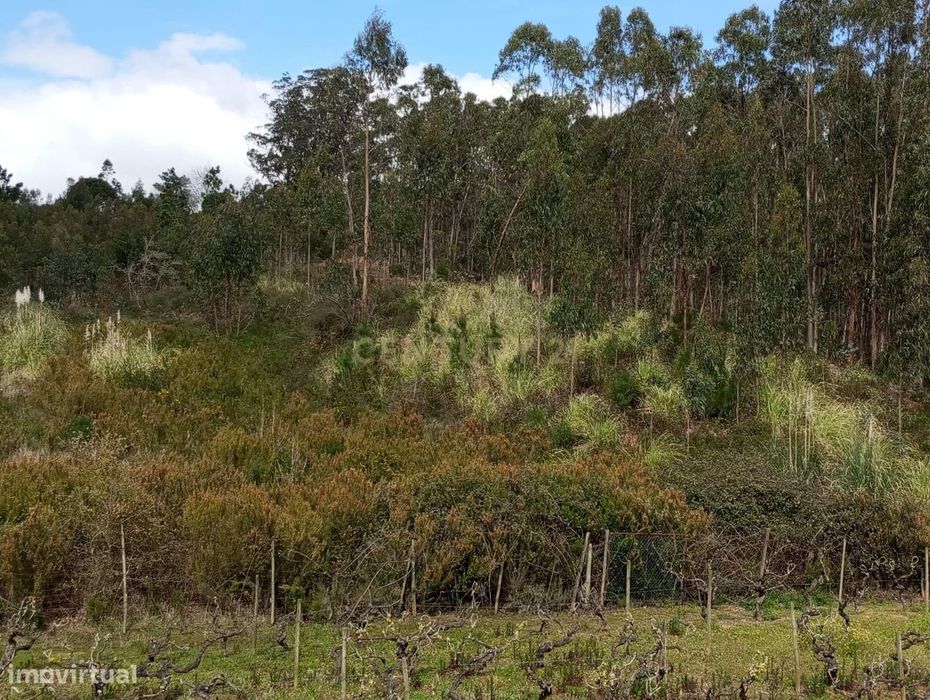 Terreno Rústico à Venda – 1800 m² em Vale Moreira, Vilar