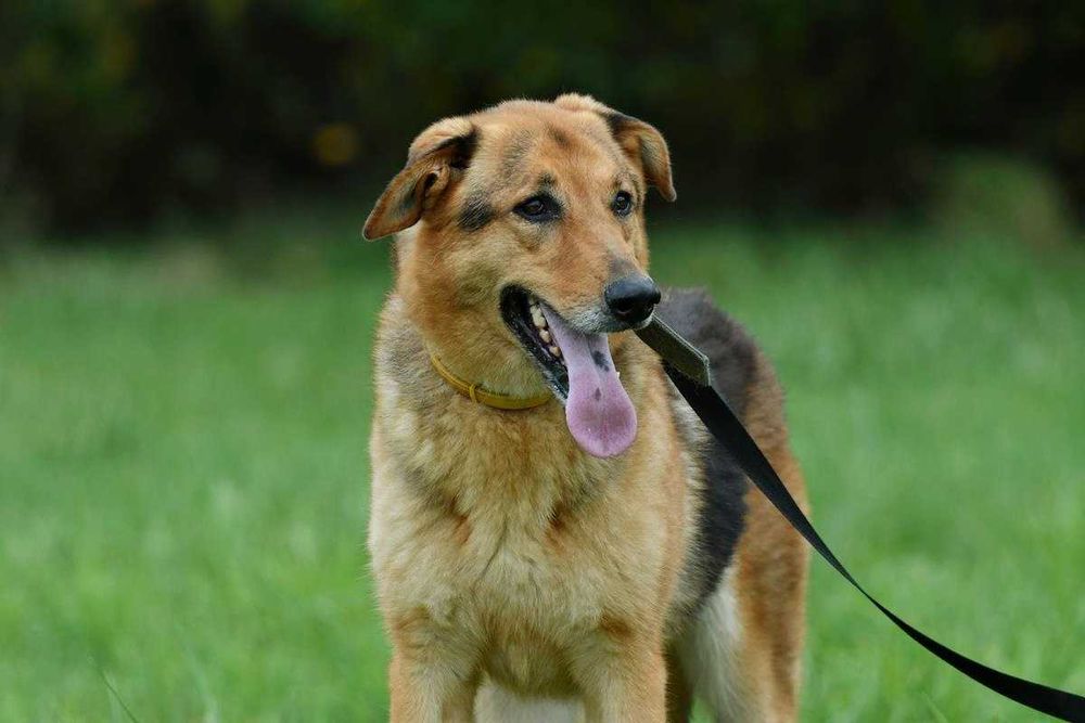 Gaja i Graf szukają domu, suczka, pies