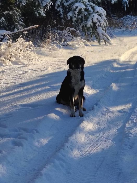 Собачка безкоштовно