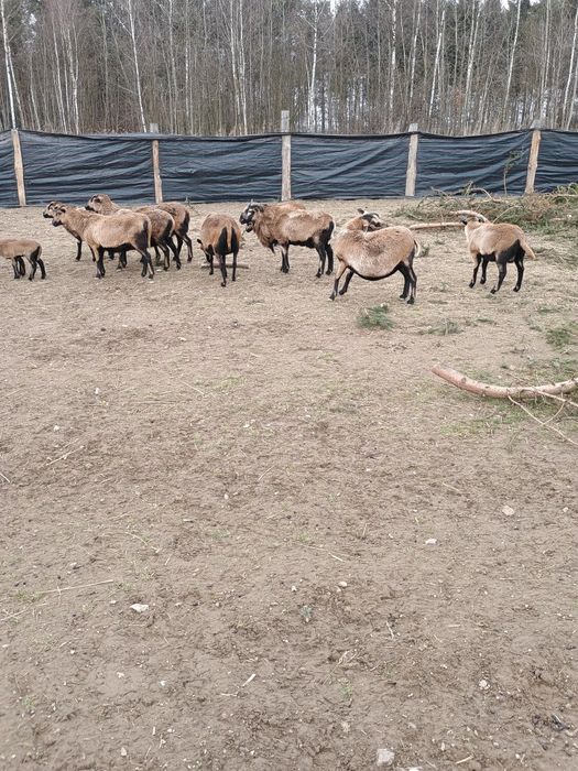 Sprzedam owce kameruńskie