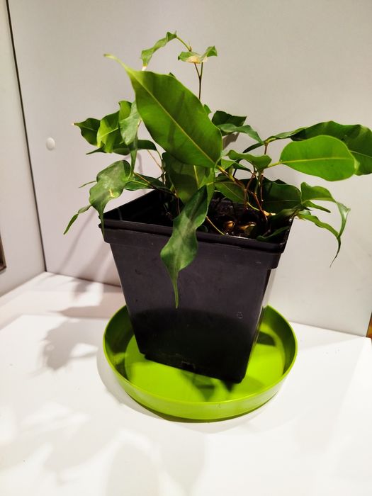 Beniaminek sztuk dwie w doniczce