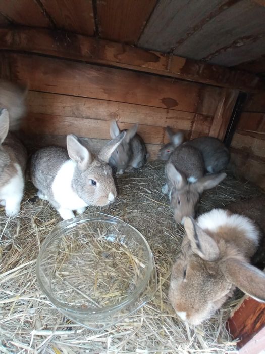 Sprzedam Króliki młode