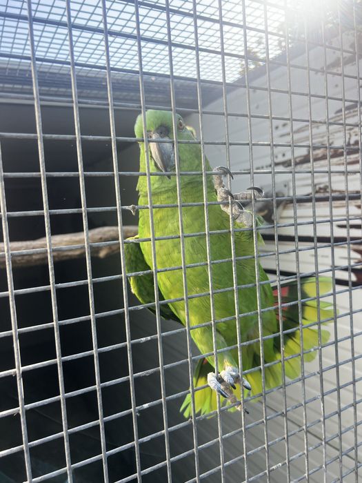 Casal de auropalliata de 2016