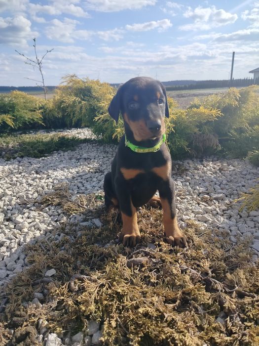 Doberman szczeniak pies