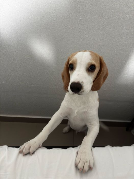 Beagle Bicolor 9 meses