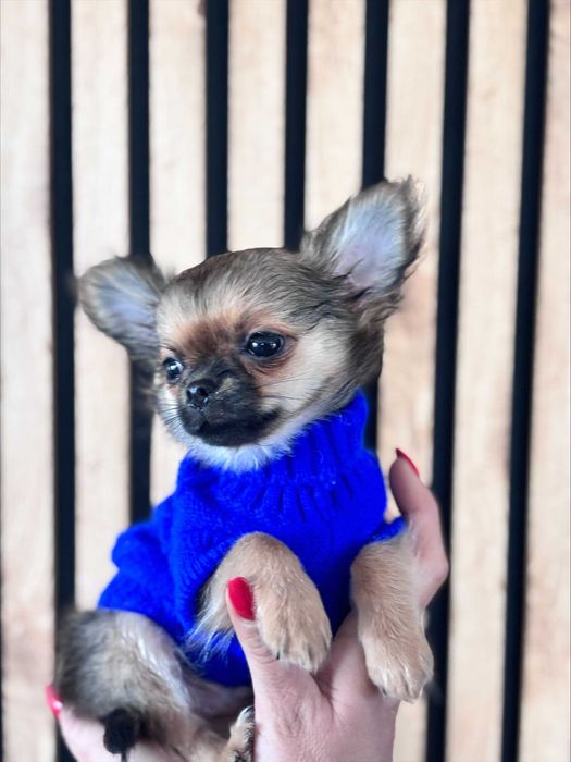 Chihuahua River Wolf's