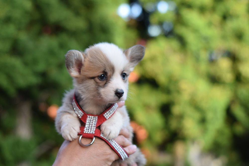 Королівські собачки. Коргі преміум якість. Без хвостика.