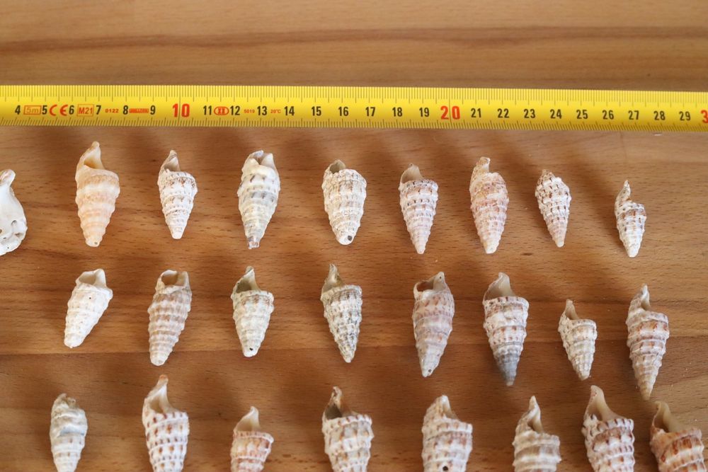 Conjunto 32 búzios e 3 conchas