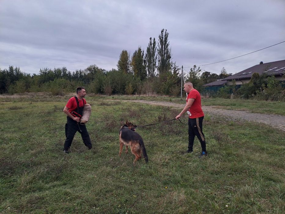 КІНОЛОГ (дресирування, перетримка, перевезення)