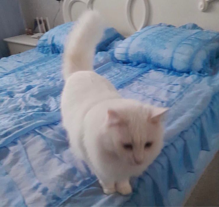 Сніжок шукає нову сім‘ю. 2,5 роки. Кастрований