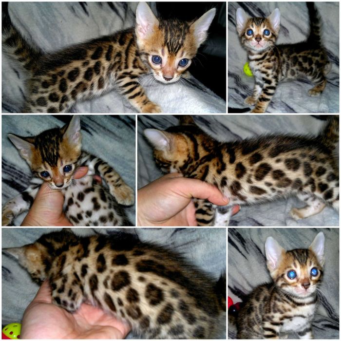 Яскраві бенгалятка під бронь. Всі розетка на золоті BENn24