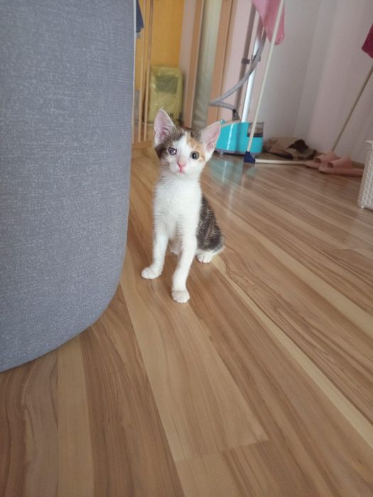 Mam jedno zamglone oczko pokochaj mnie
