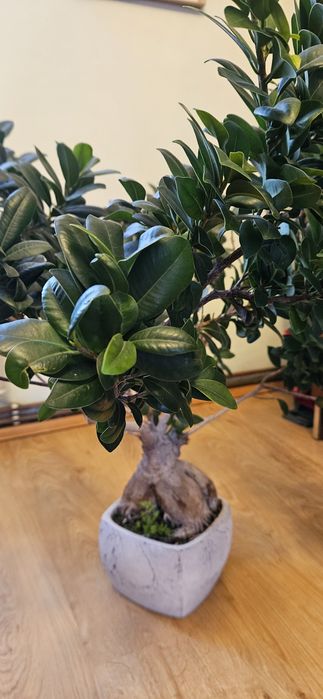 Duży Fikus Ginseng Bonsai (90 cm) w ozdobnej donicy