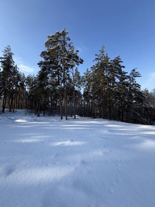 Ділянка у сосновому лісі 8-10 соток с. Ходосівка Новообухівська траса