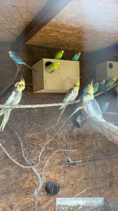 Sprzedam Papugi Faliste