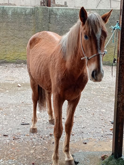 vendo poldro 14 meses