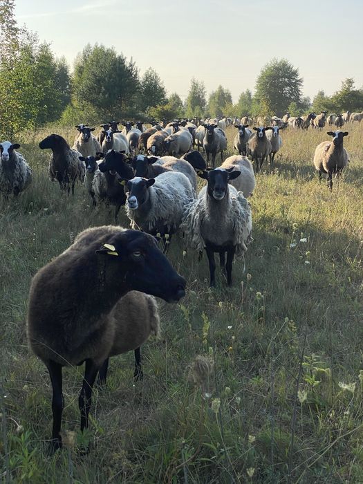 Продам М'ясо Баранина