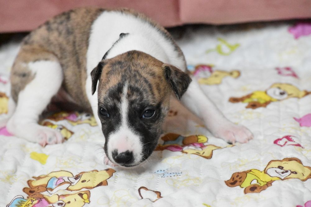 Chart angielski whippet suczka ZKwP FCI