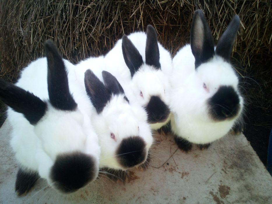 Кролі каліфорнійції,можливий обмін на зерно