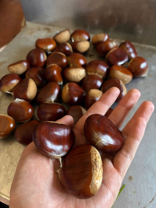 Castanha saborosa