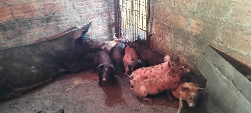 Leitões pietran x duroc