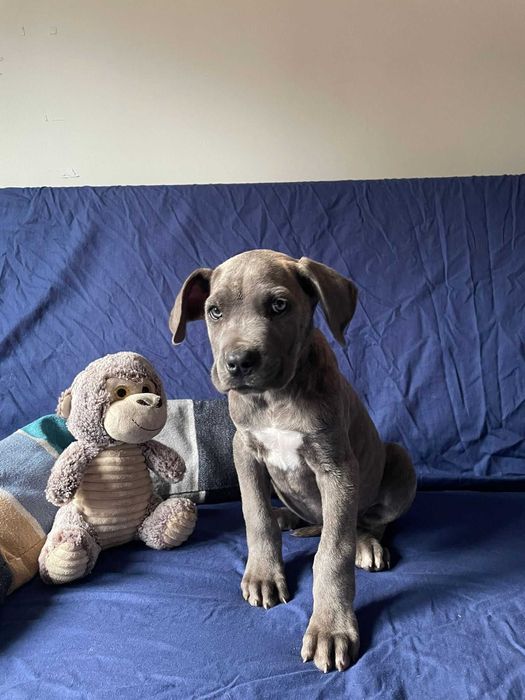 Cachorrinhos de 2 meses