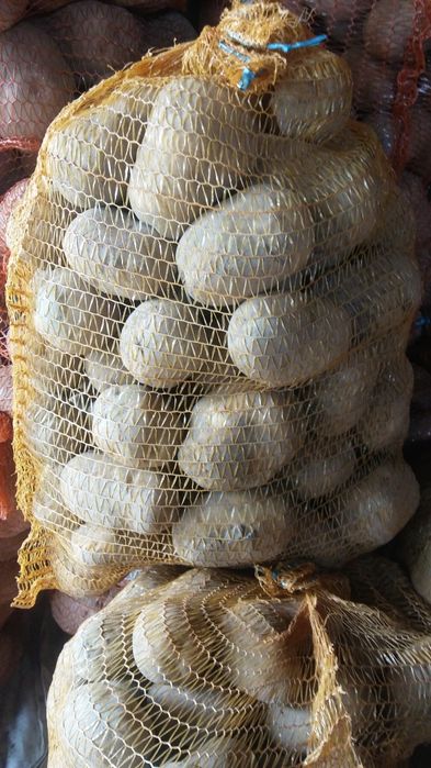 Ziemniaki jadalne Bellarosa, Baltic-rosa