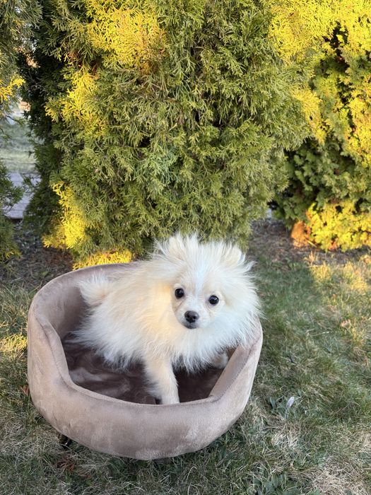 Szpic Miniaturowy Pomeranian sunia Inka