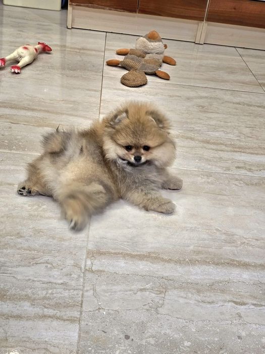 Miś pomeranian 3mc komplet szczepień