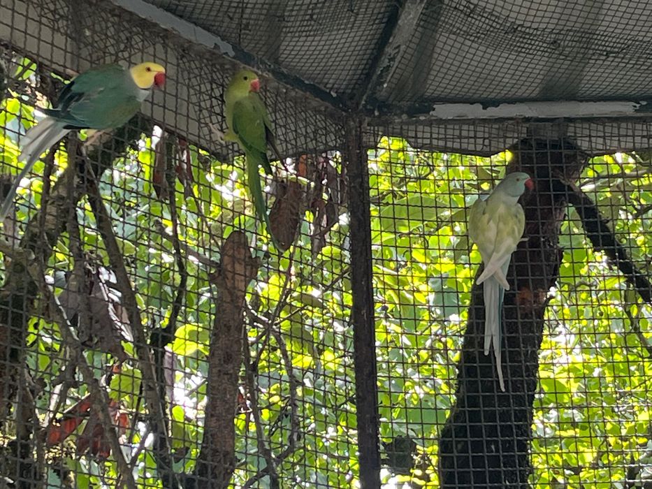 Aves Ring Neck e Aratinga Áurea