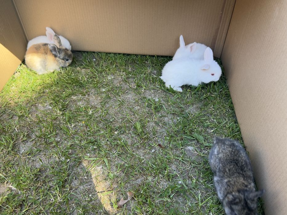 Kroliki miniaturowe mini lop